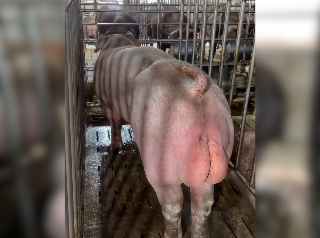 Heo đực giống MF1300