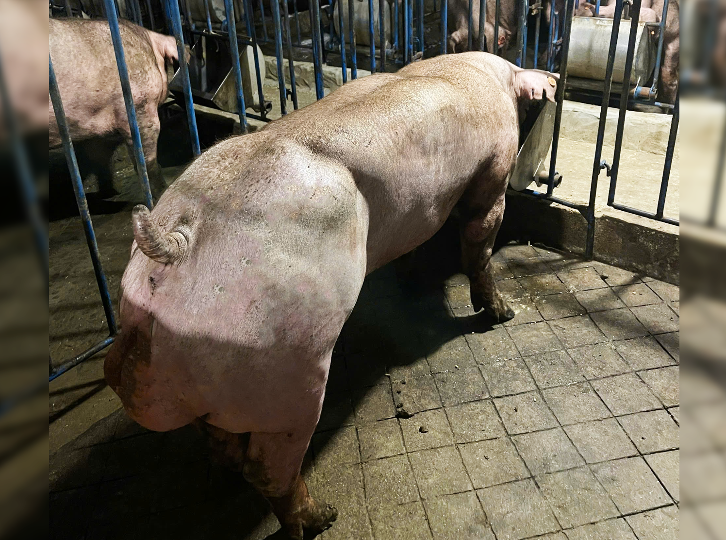 DUROC 4089