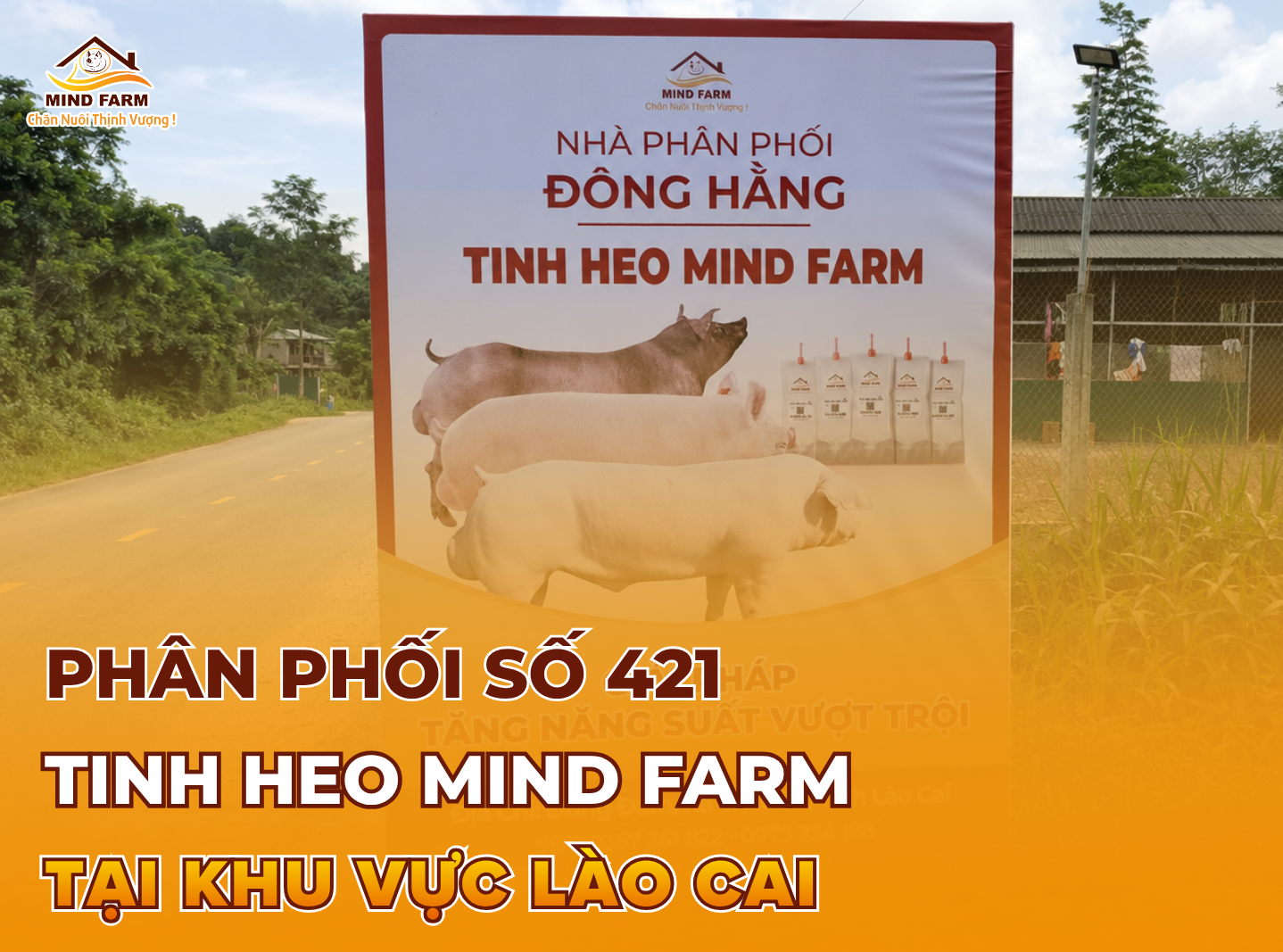 [ĐẠI LÝ SỐ 421] phân phối tinh heo Mind Farm tại khu vực Lào Cai