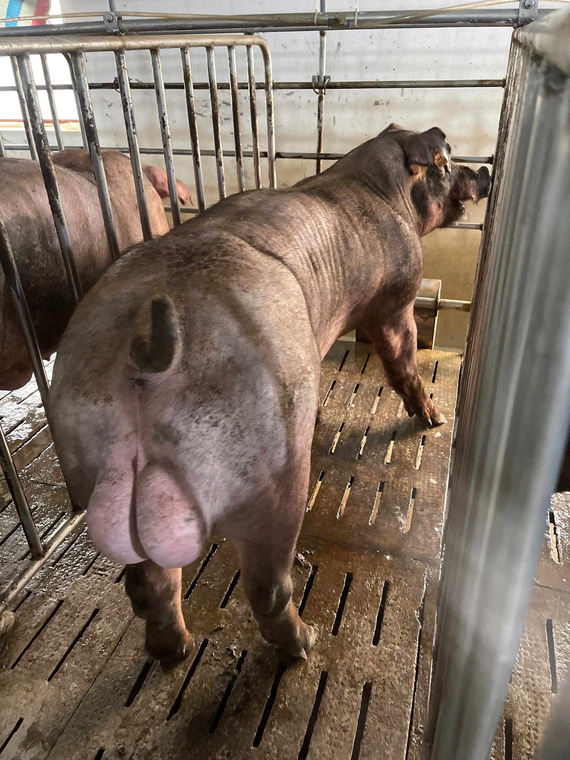 Heo đực giống MF3057