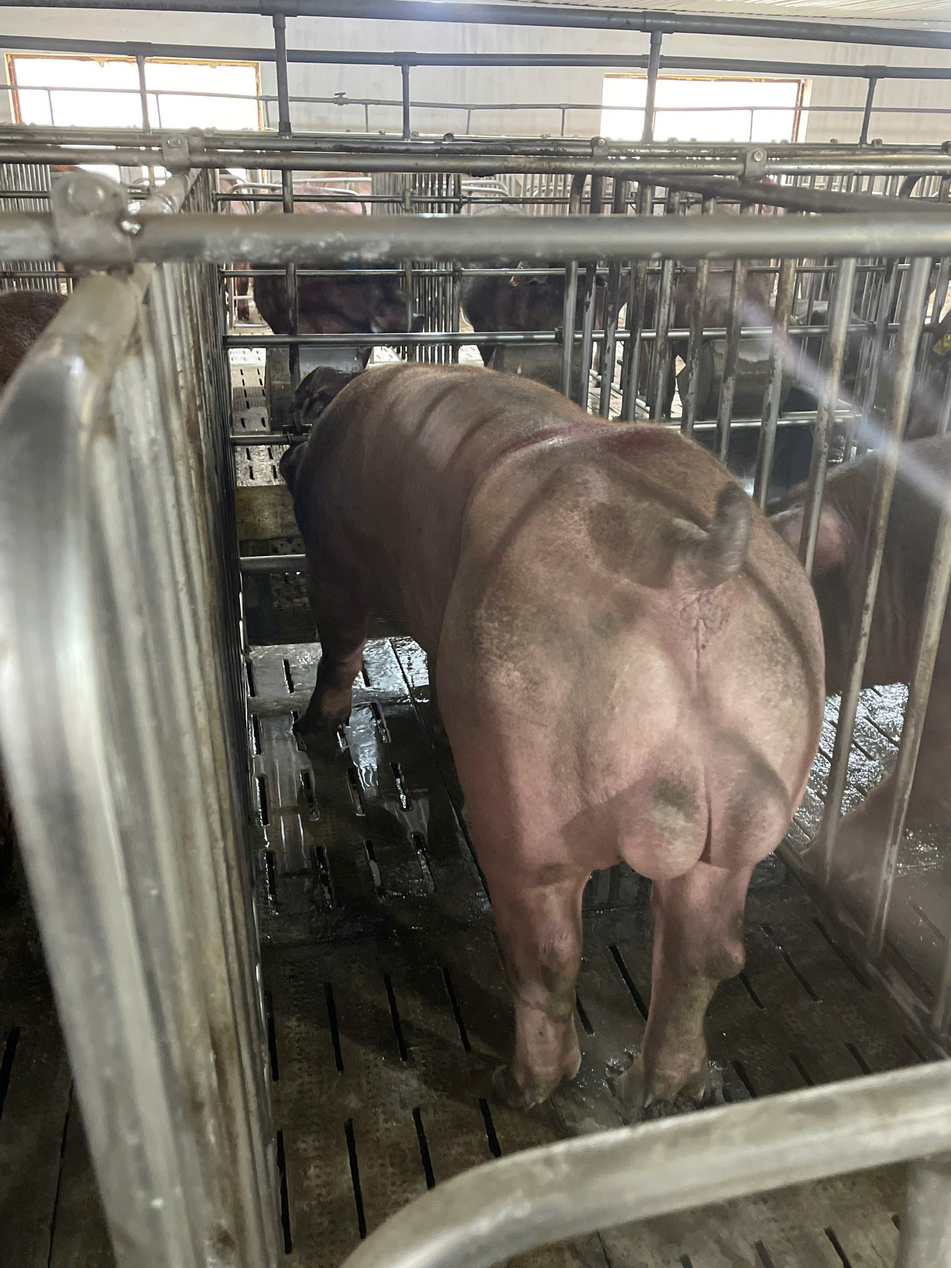 Heo đực giống MF3618