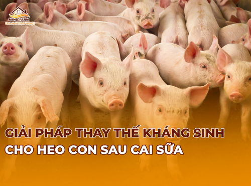 Giải pháp thay thế kháng sinh cho heo con sau cai sữa 
