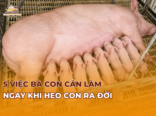 5 việc bà con cần làm ngay khi heo con ra đời 