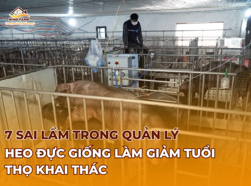 7 sai lầm trong quản lý heo đực giống làm giảm tuổi thọ khai thác 