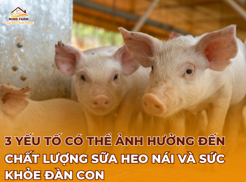 3 yếu tố có thể ảnh hưởng đến chất lượng sữa heo nái và sức khỏe đàn con 