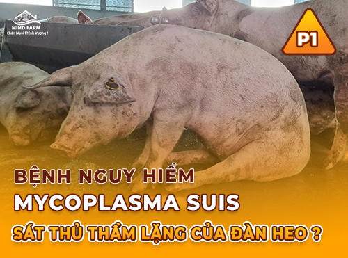 Phần 1: Mycoplasma suis là gì? Kẻ giấu mặt gây thiếu máu và rối loạn sinh sản trên heo