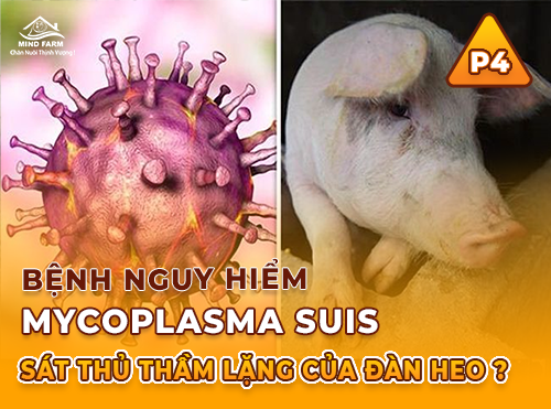 Phần 4: Điều trị và phòng bệnh Mycoplasma suis – Không có vaccine, chỉ còn quản lý trại