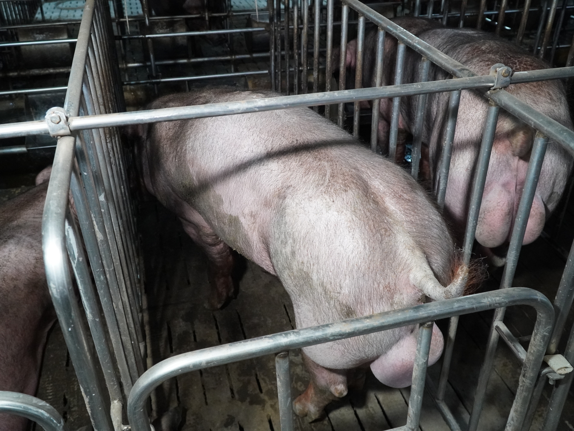 DUROC 3319