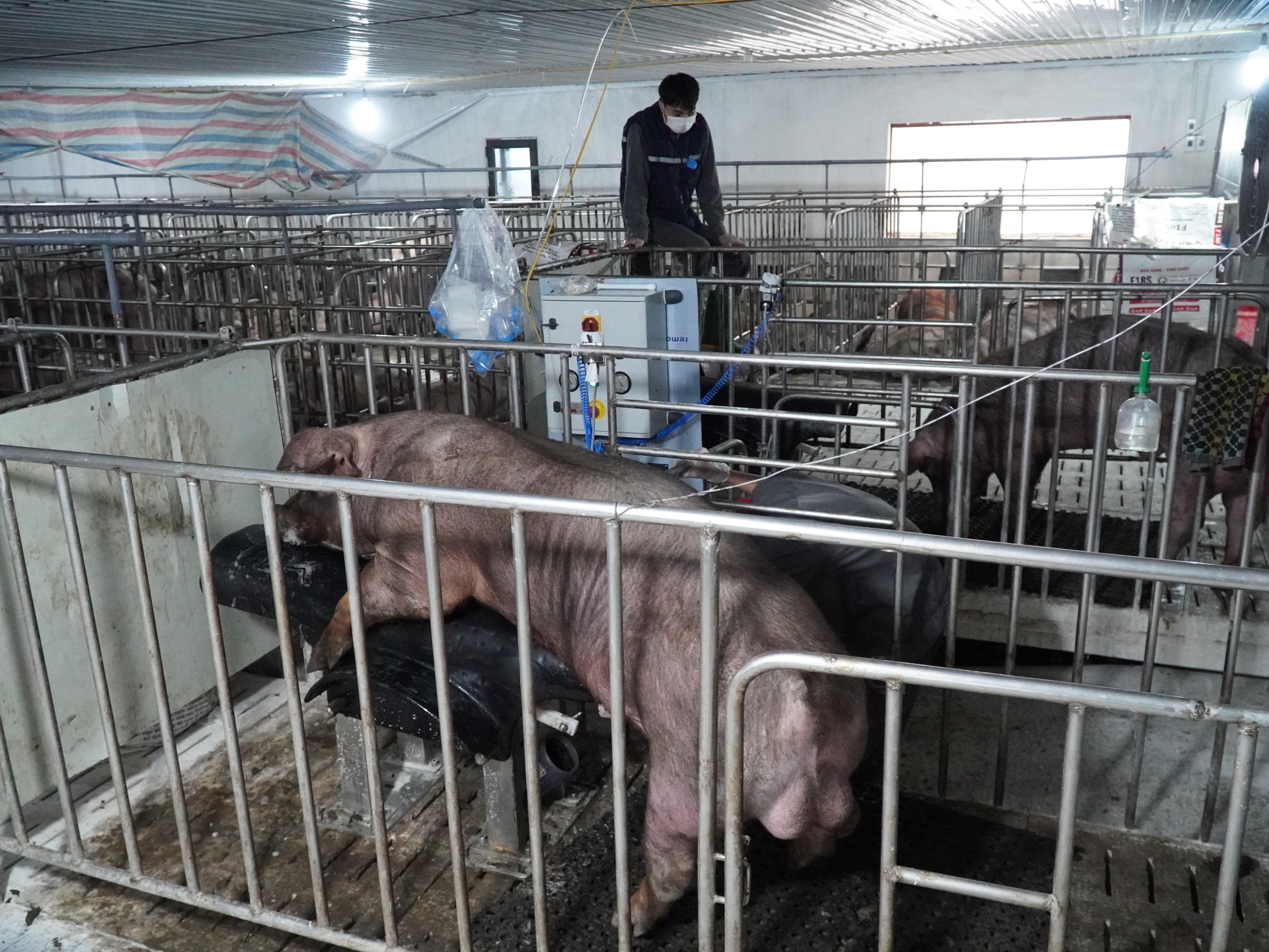 7 sai lầm trong quản lý heo đực giống làm giảm tuổi thọ khai thác 
