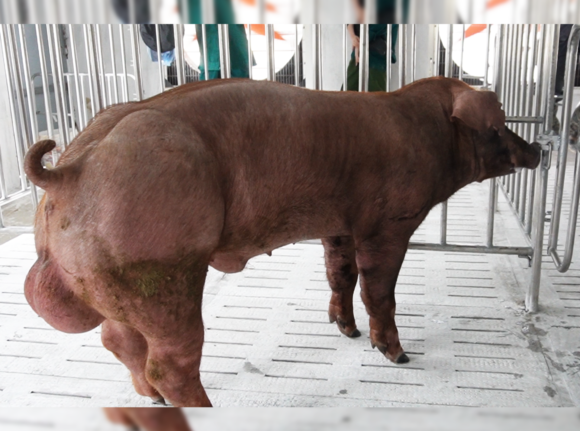 DUROC 1473
