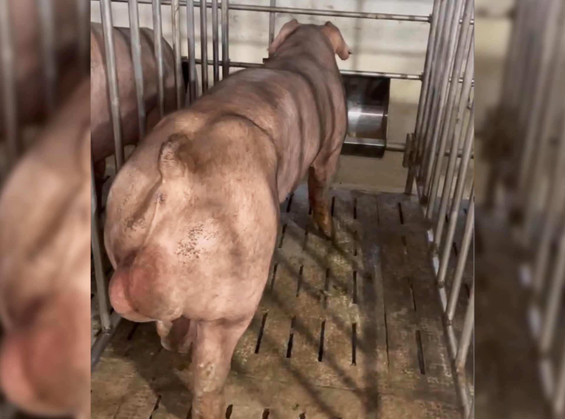 DUROC 3021