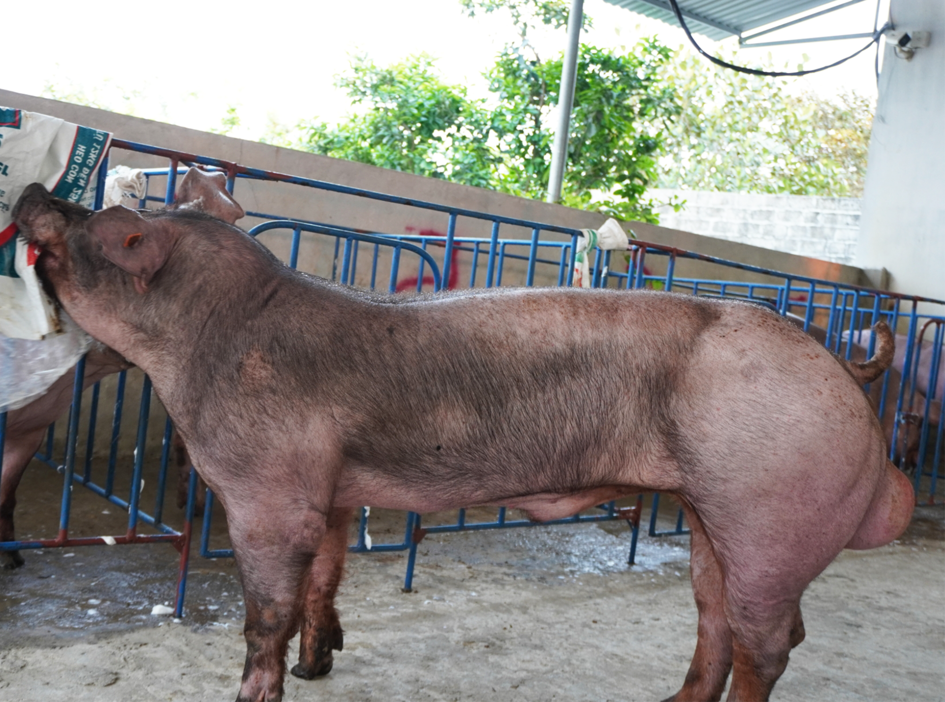 DUROC 3029