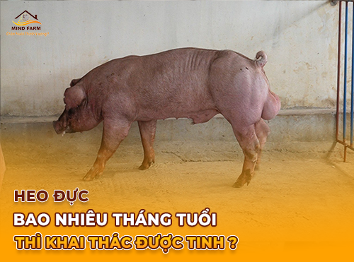 Heo Đực Bao Nhiêu Tháng Tuổi Thì Khai Thác Được Tinh ?