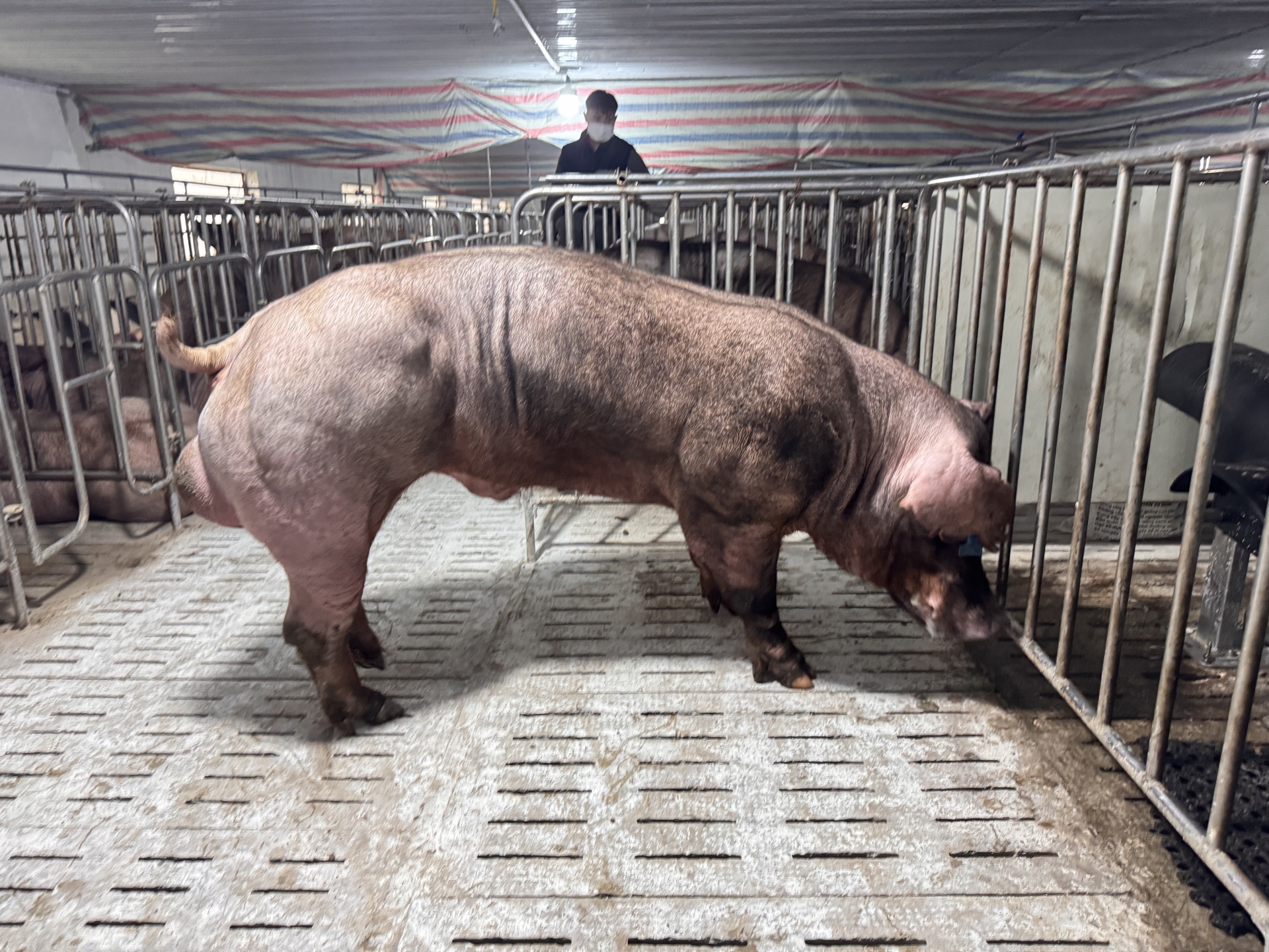 DUROC 6659