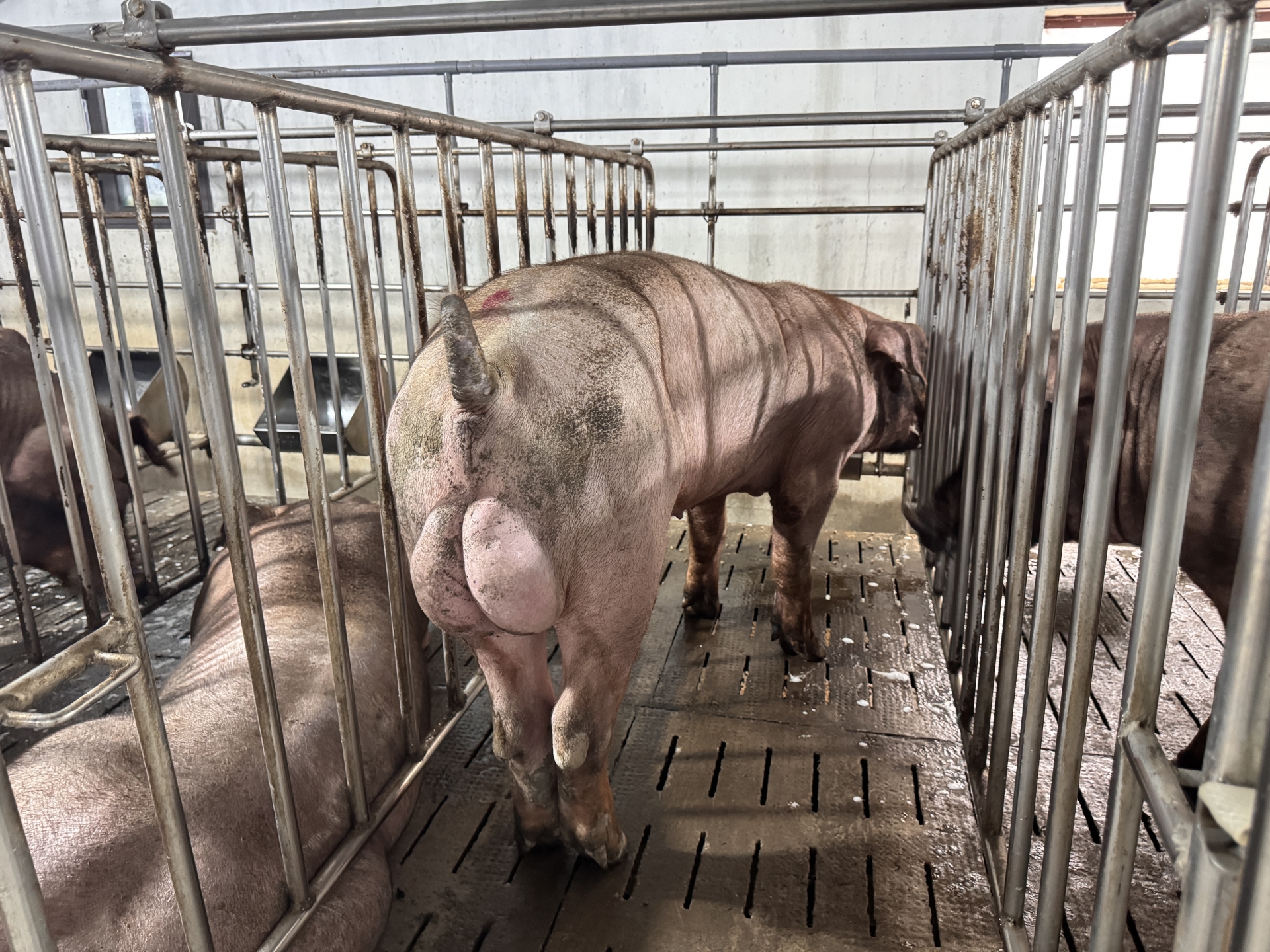 DUROC 4010