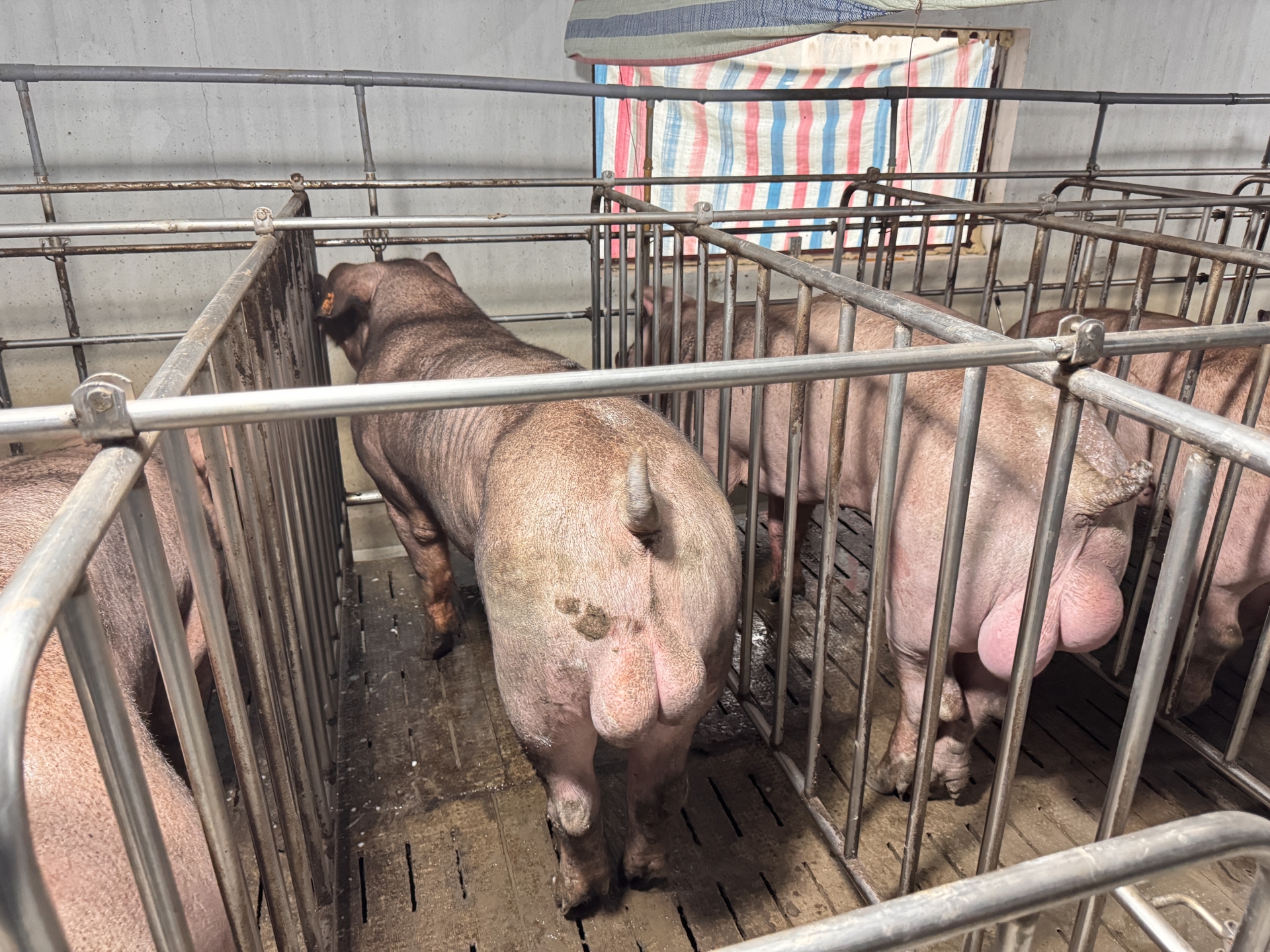 Heo đực giống MF0012