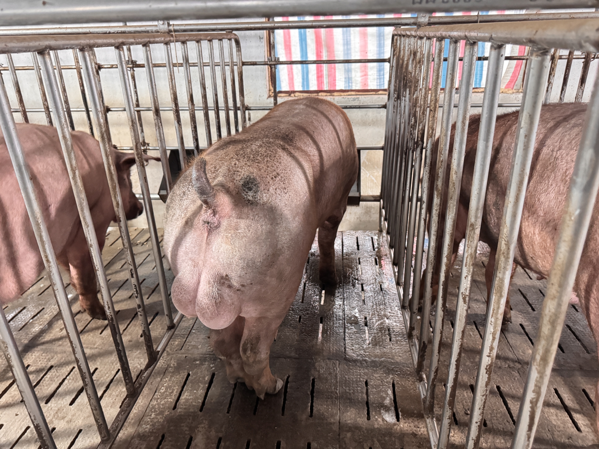 Heo đực giống MF7709