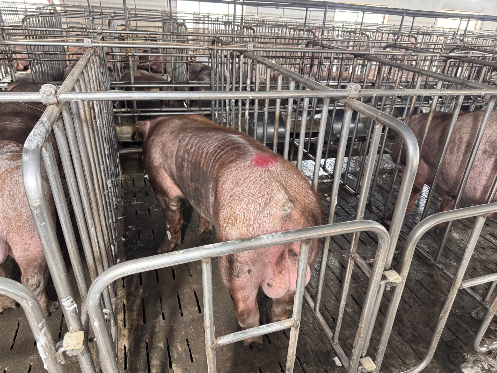DUROC 9316