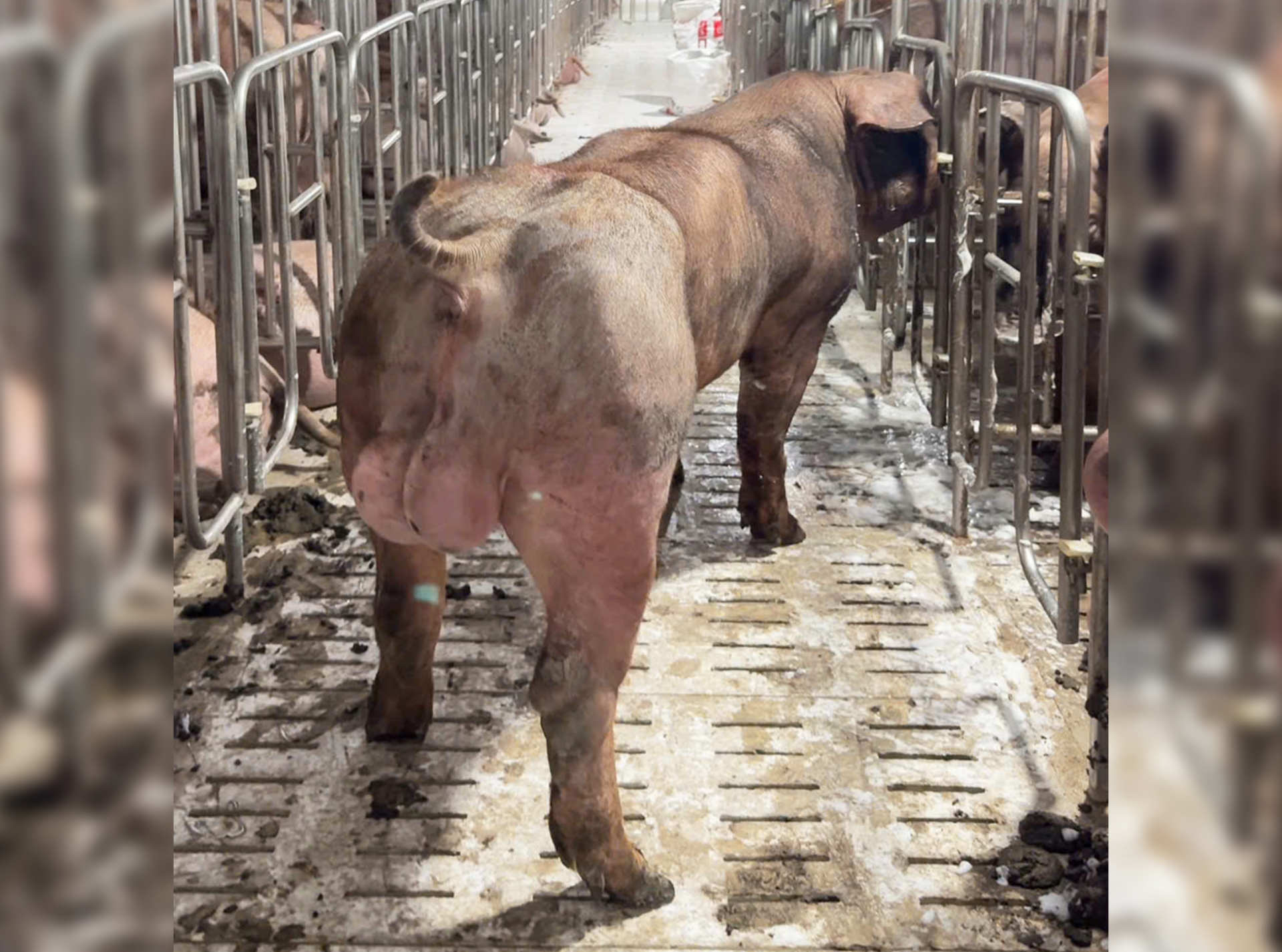 Heo đực giống MF9492