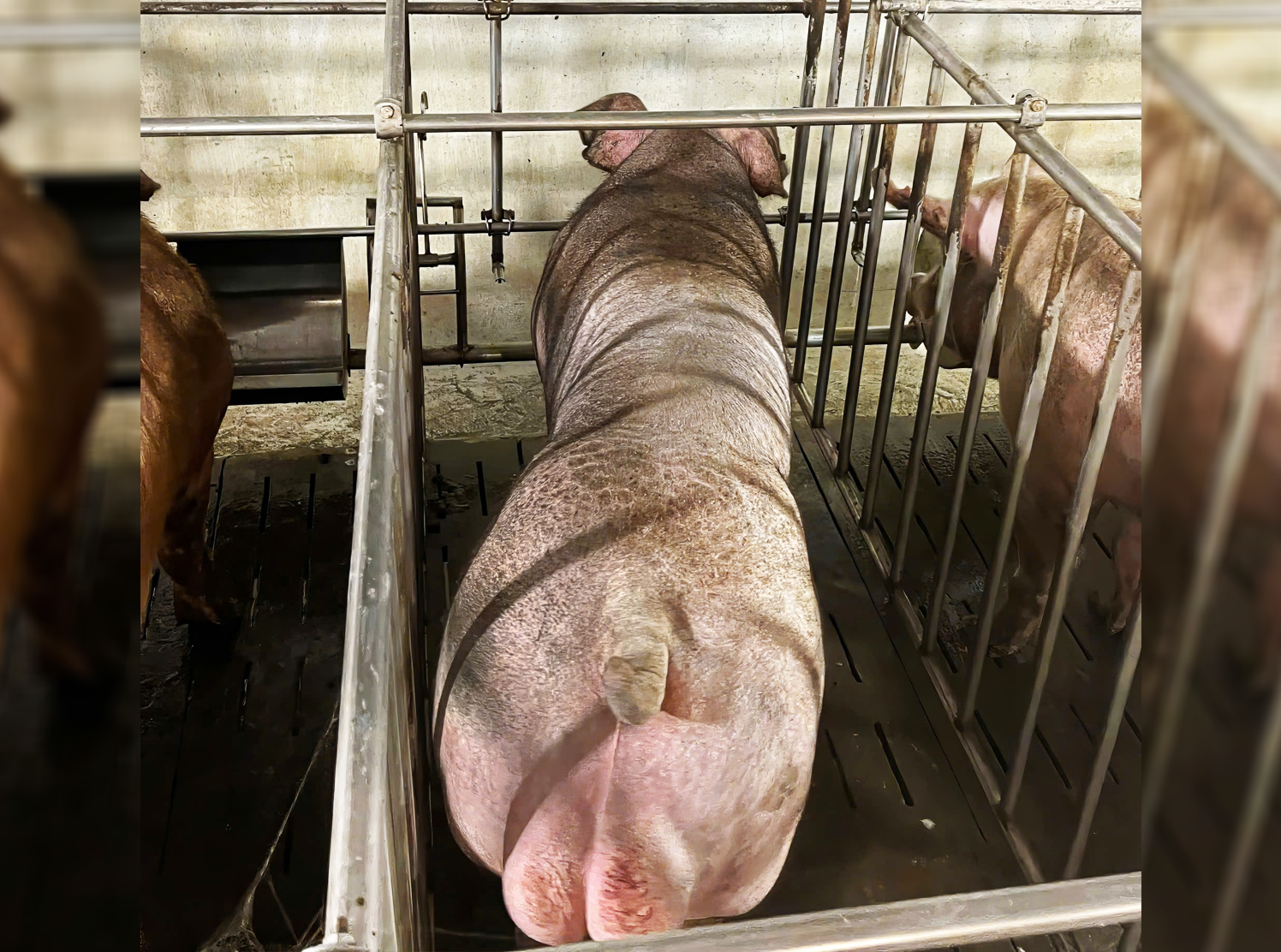 Heo đực giống MF0601