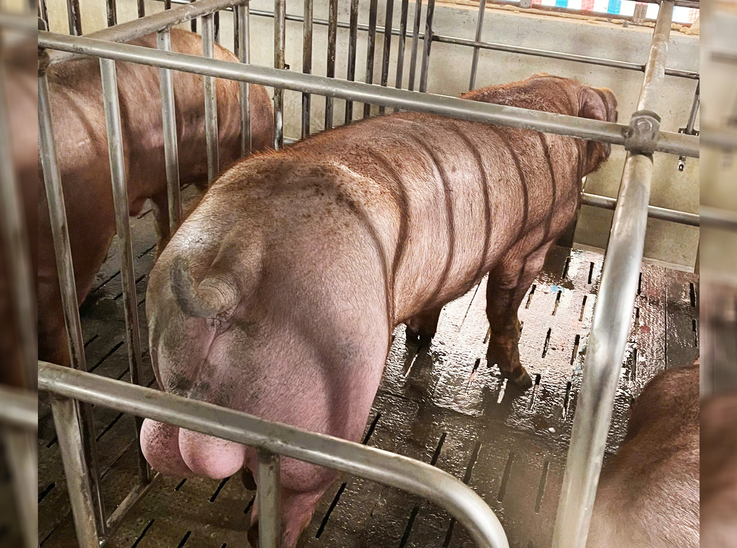 Heo đực giống MF3043