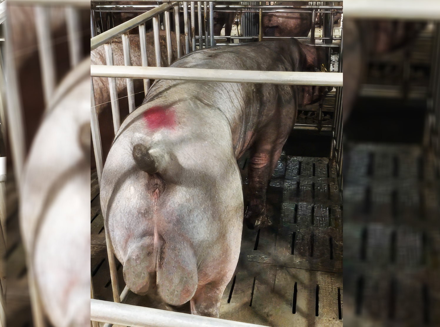 Heo đực giống MF3390