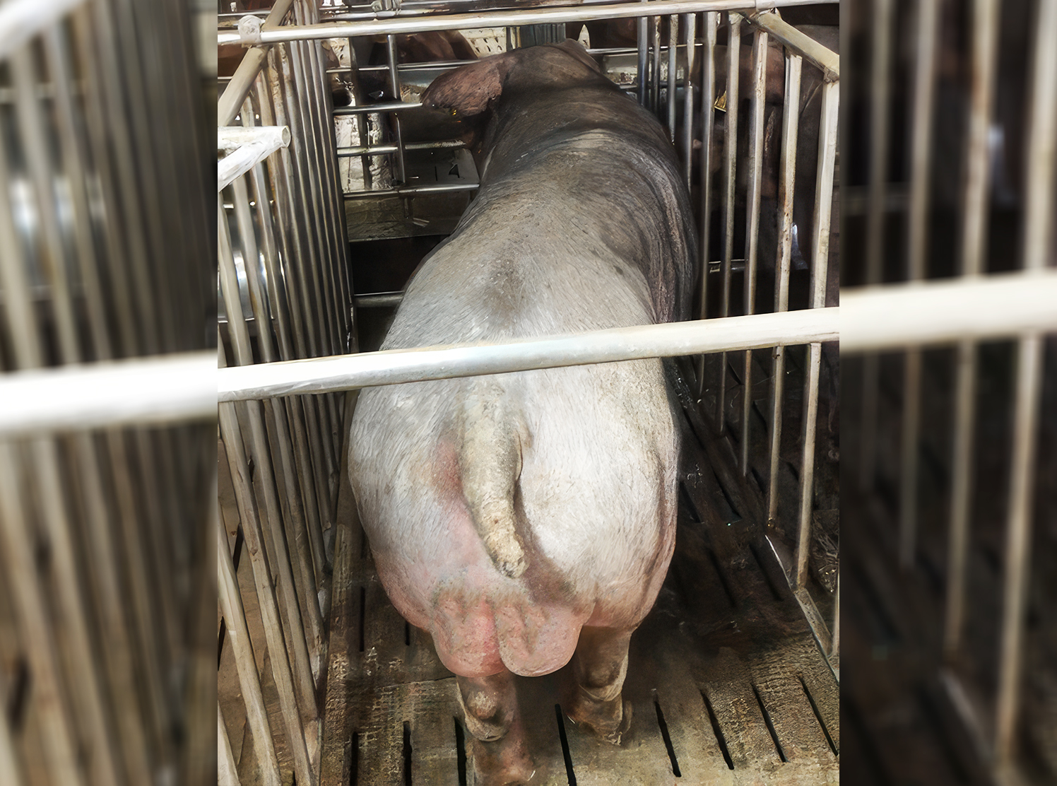 Heo đực giống MF9202