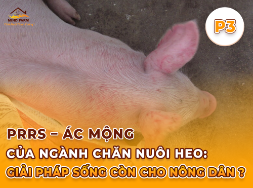 Phần 3: Bệnh tích PRRS – Những dấu hiệu không thể bỏ qua khi mổ khám