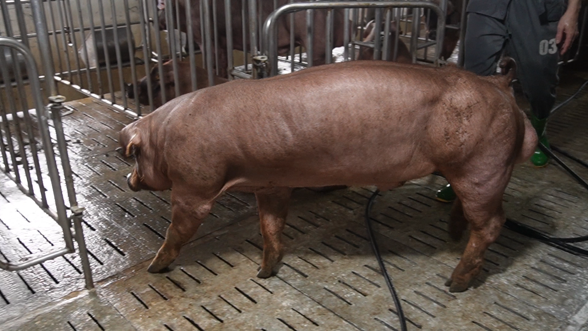 DUROC 0018