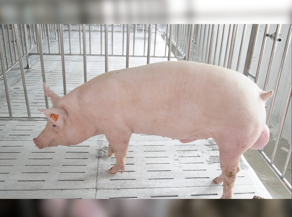 Heo đực giống Y7727