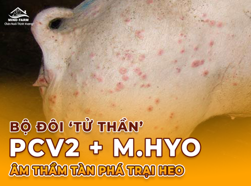 PCV2 và M.hyo – Cặp đôi gây thiệt hại hàng đầu trong chăn nuôi heo