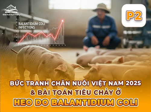Phần 2: Balantidium coli – Thủ phạm giấu mặt gây tiêu chảy ở heo sau cai và heo thịt