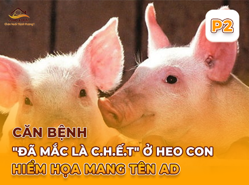 Phần 2: Nhận diện triệu chứng bệnh giả dại ở từng nhóm heo