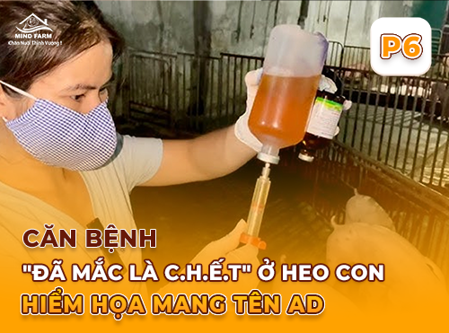 Phần 6: Vắc-xin PRV Marker Gold – Giải pháp an toàn và hiệu quả phòng bệnh giả dại