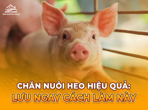 Giải pháp chăn nuôi bền vững từ điều đơn giản nhất: Khẩu phần ăn của heo