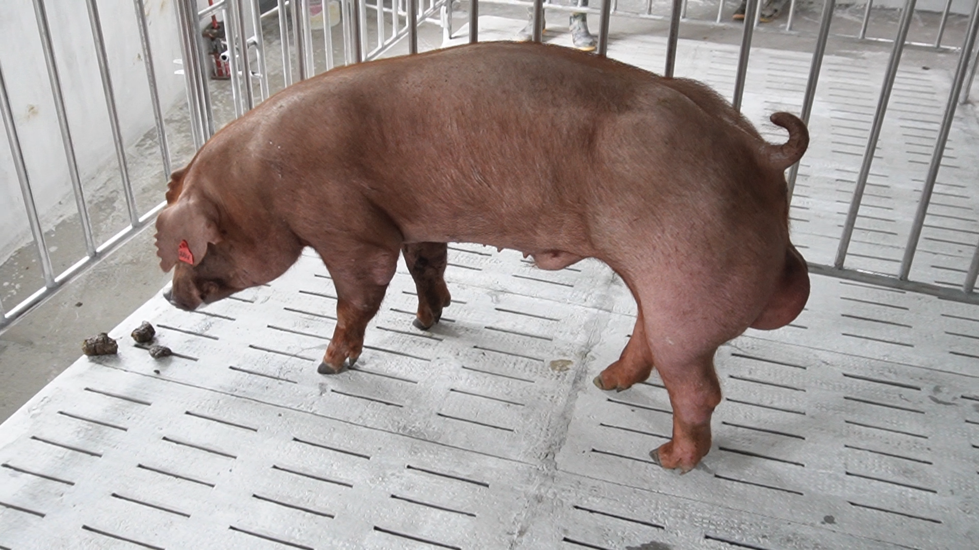 Heo đực giống MF2812