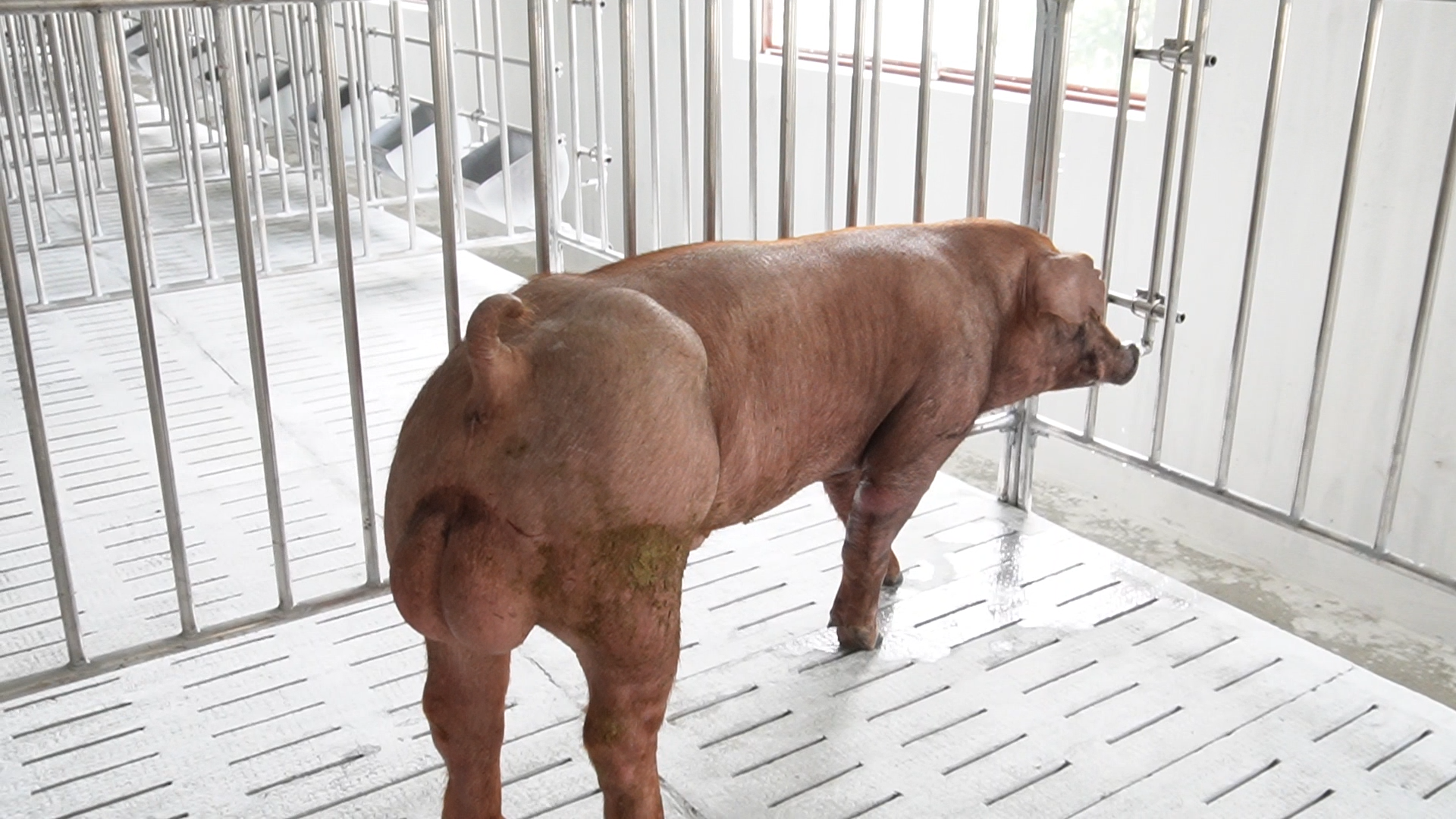 Heo đực giống MF2816