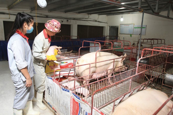 Chăn nuôi bền vững