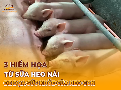 3 Hiểm Họa Từ Sữa Heo Nái Đe Dọa Đến Sức Khỏe Của Heo Con