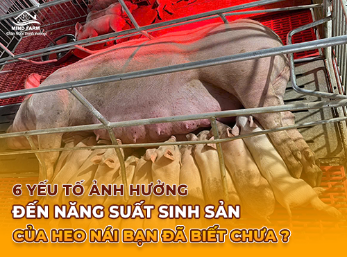 Những Yếu Tố Ảnh Hưởng Đến Năng Suất Sinh Sản Của Heo Nái