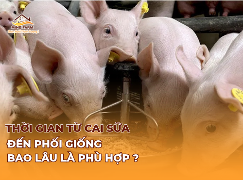 Thời gian từ cai sữa đến phối giống bao lâu là phù hợp?