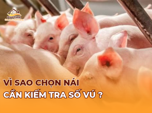 Vì sao chọn nái cần kiếm tra số vú ?