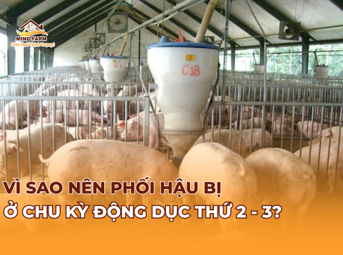 Vì sao nên phối hậu bị ở chu kỳ động dục thứ 2 - 3?