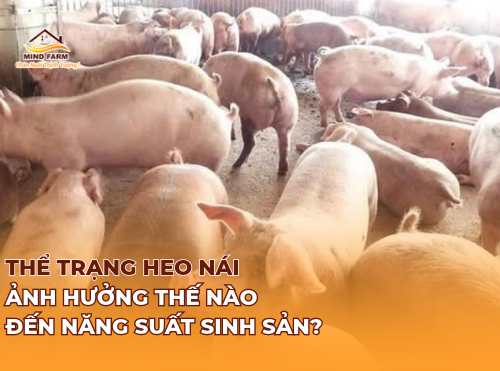 Thể trạng heo nái ảnh hưởng thế nào đến năng suất sinh sản?