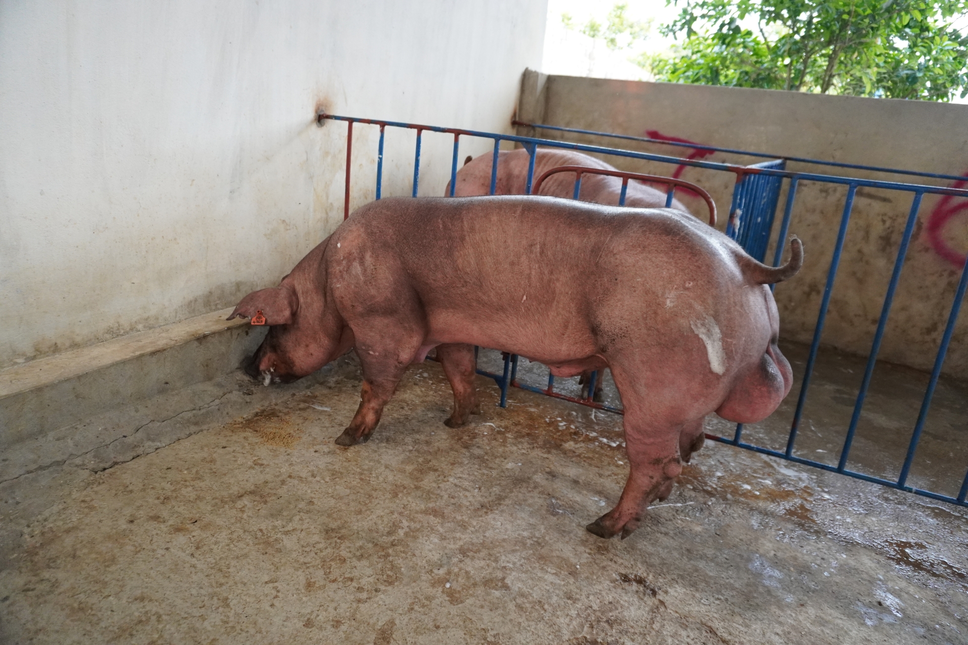 DUROC 3363