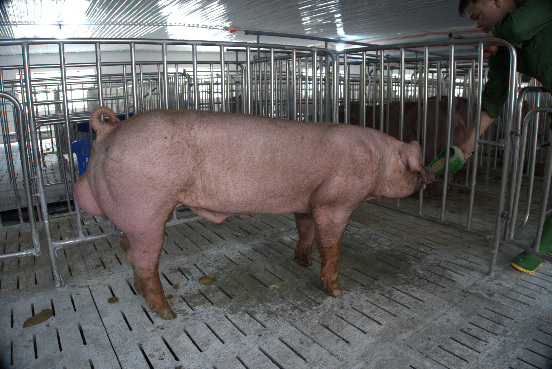 Heo đực giống MF9399