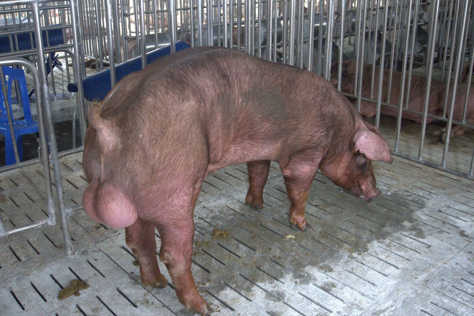 Heo đực giống MF9112