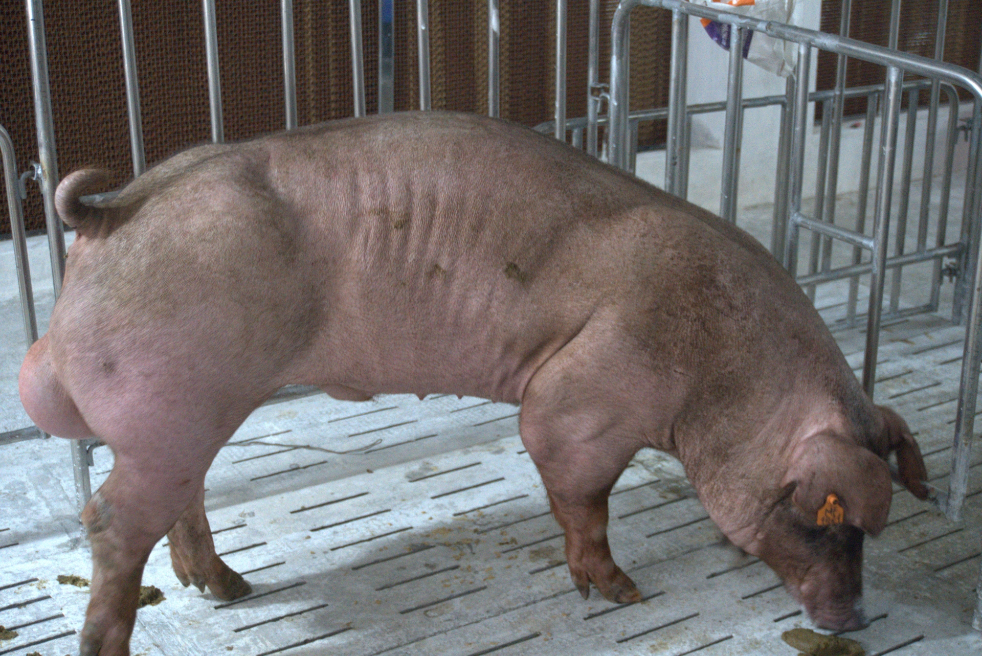 Heo đực giống MF1411