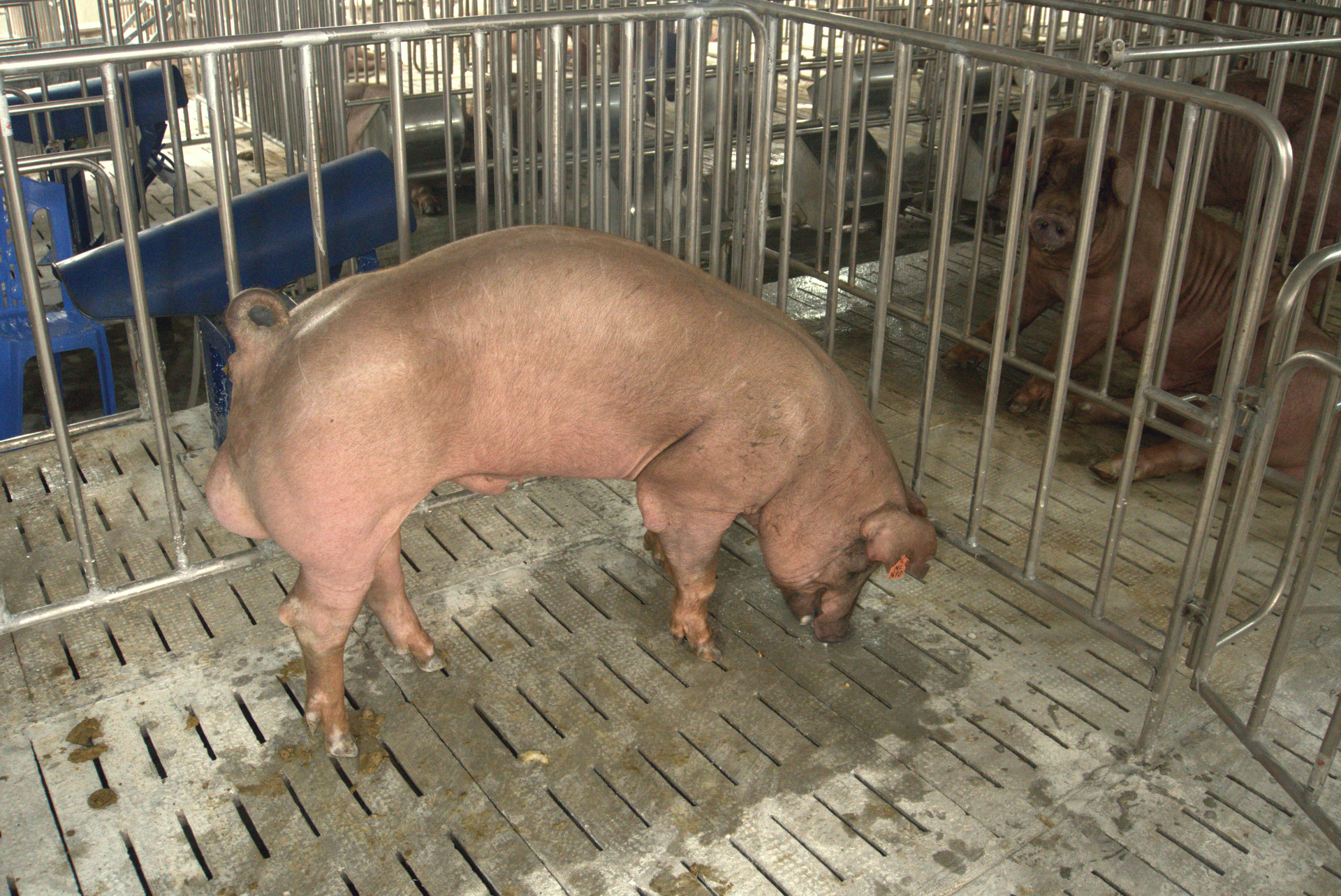 Heo đực giống MF3610