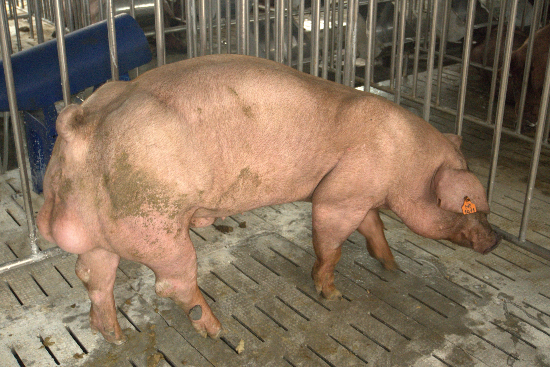 Heo đực giống MF4011